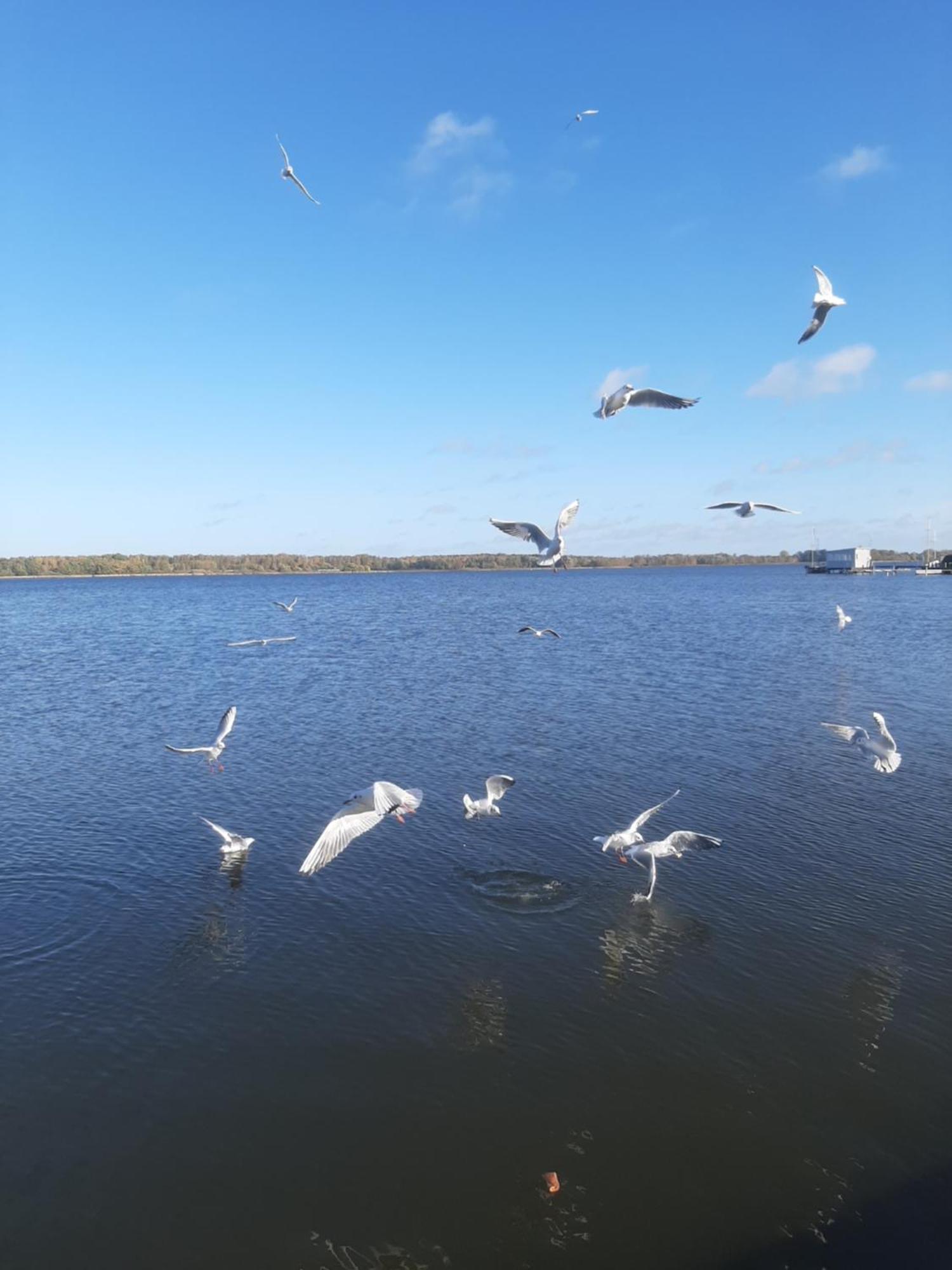 Hotel Perle Am Bodden Ribnitz-Damgarten Kültér fotó
